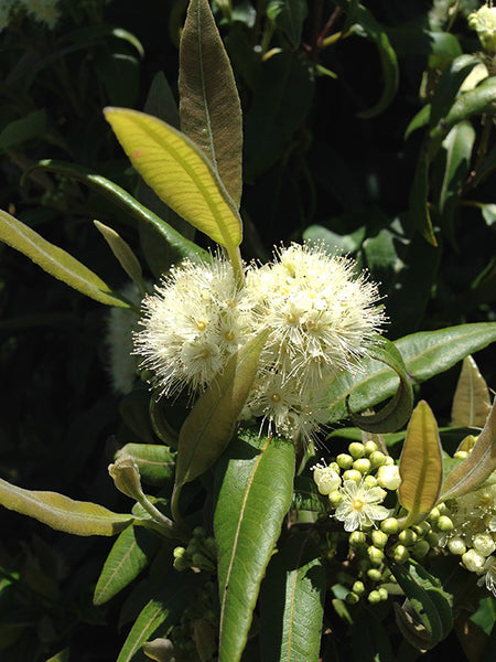 Lemon Myrtle Infused Macadamia Oil 250ml